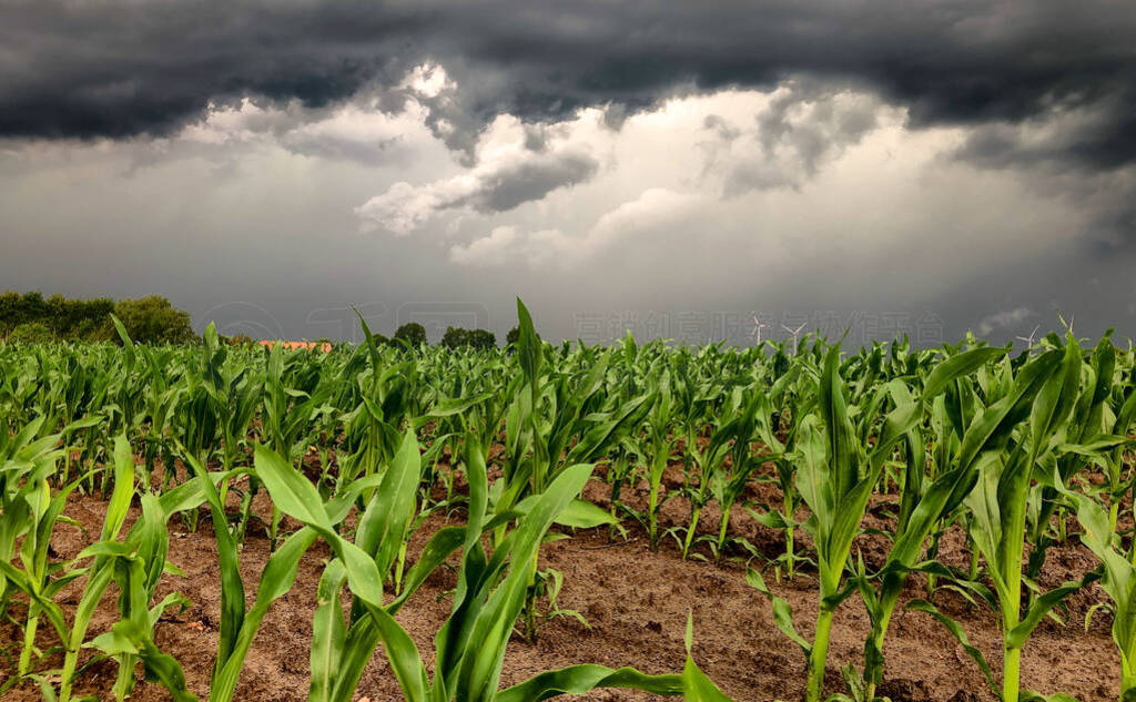 Dark storm skies looming over corn fields.