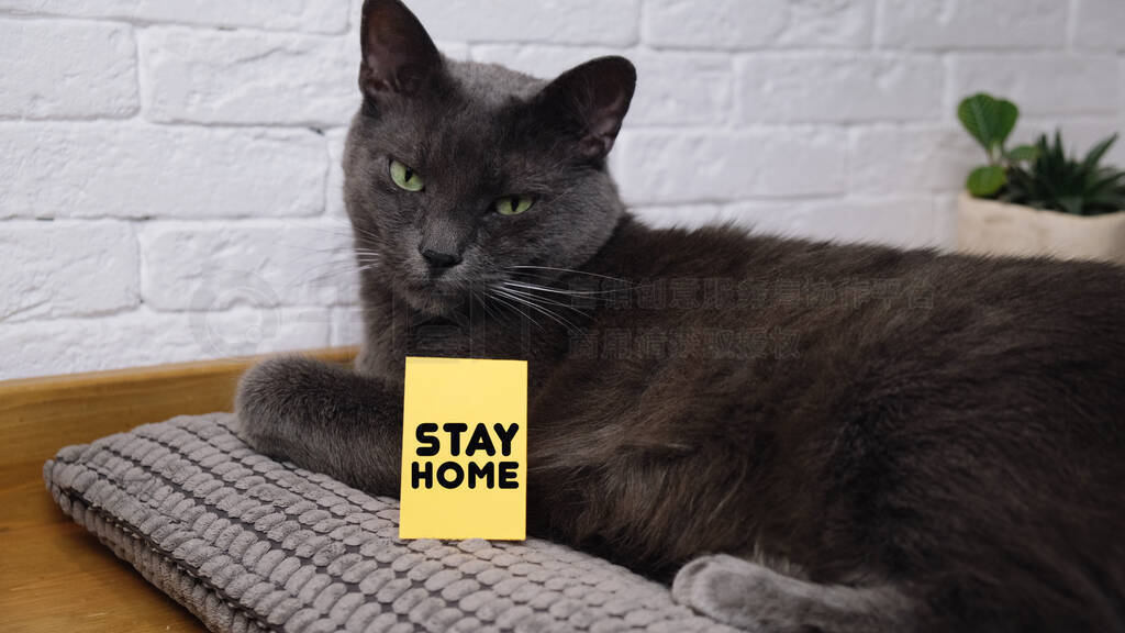 Domestic cat lying on a pillow with message card