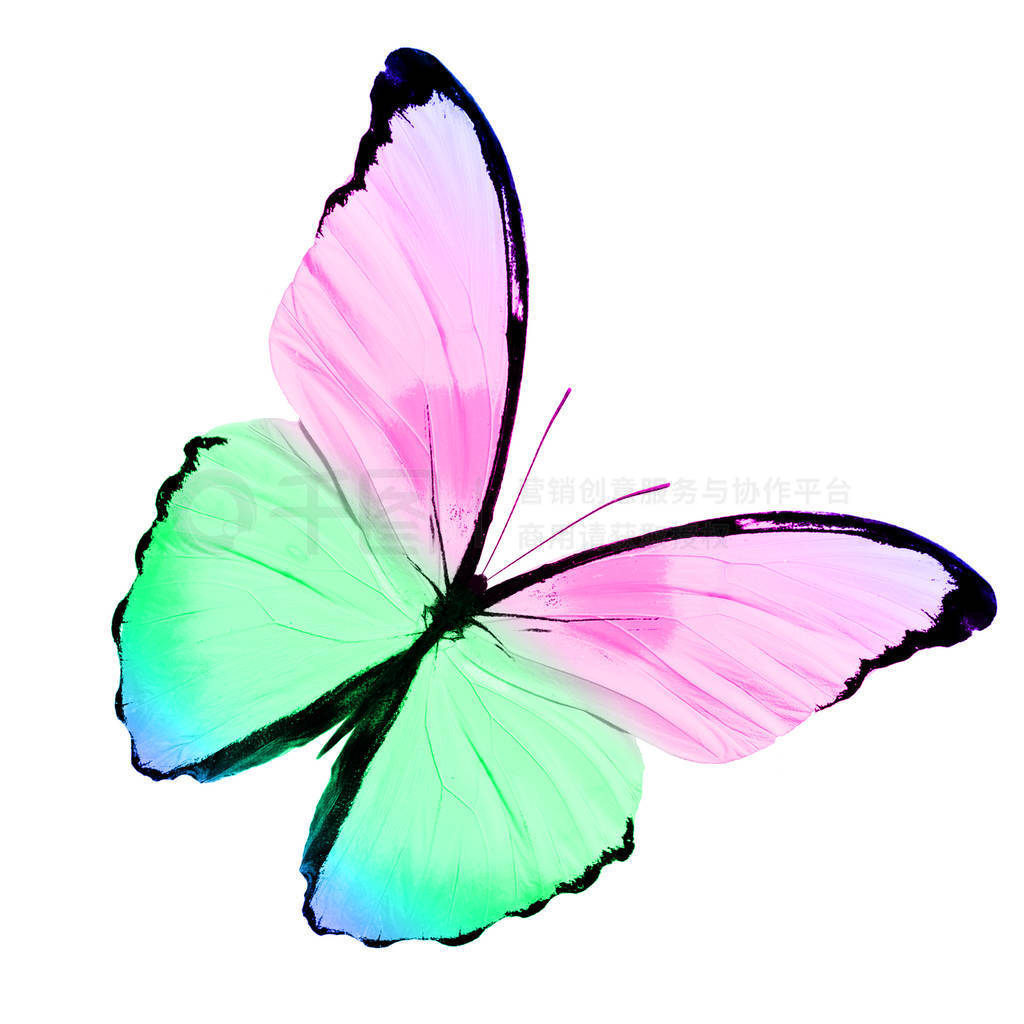 beautiful butterfly color