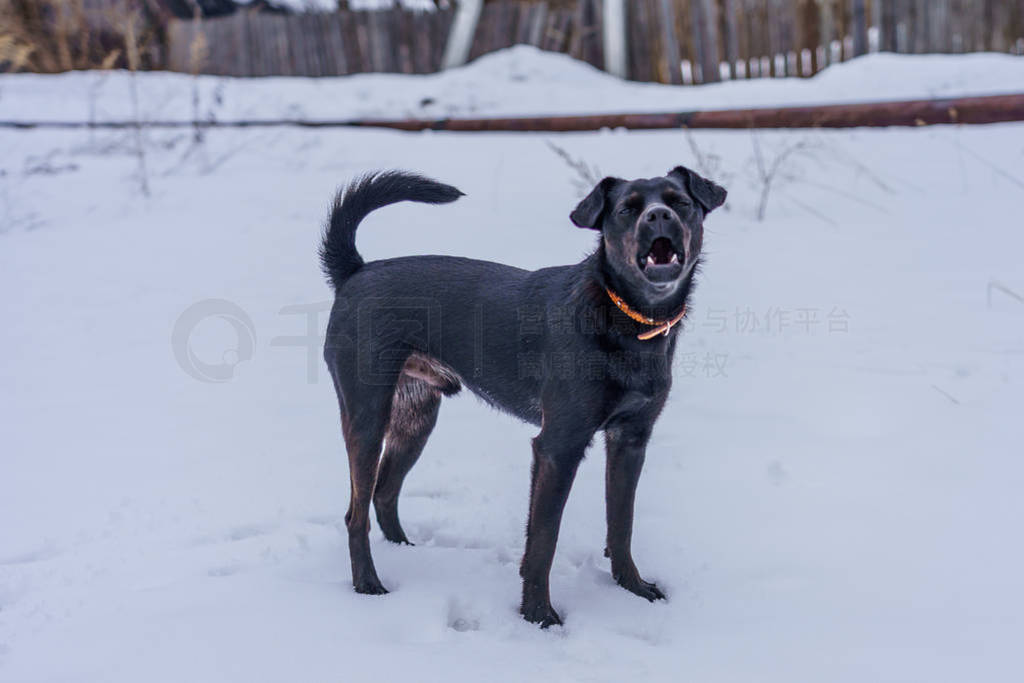 black dog with a collar walking