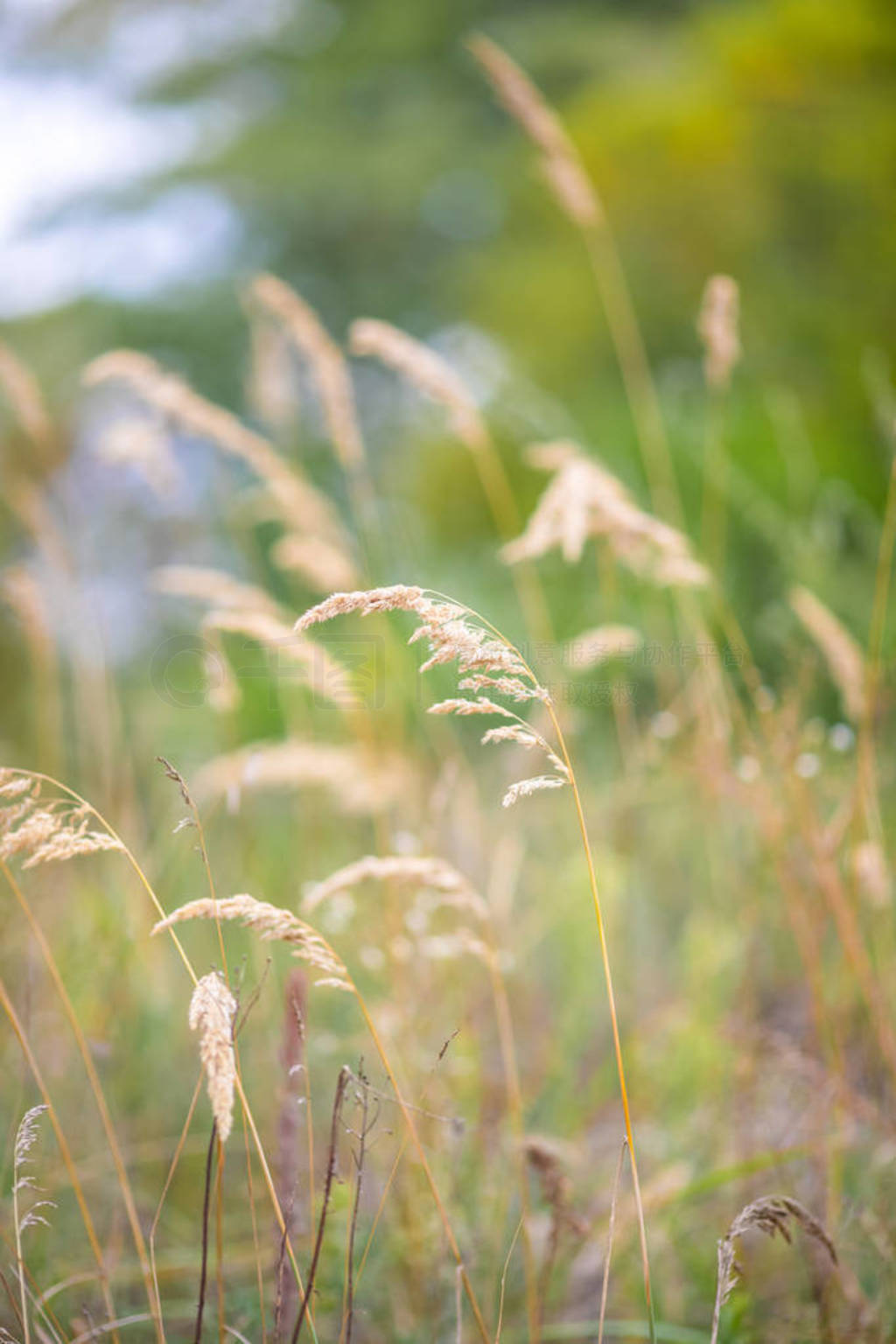 ֲ˹ݡѧCortaderia selloana