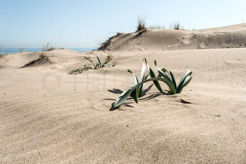 Plants in dune landscape with beach and ocean in the background
