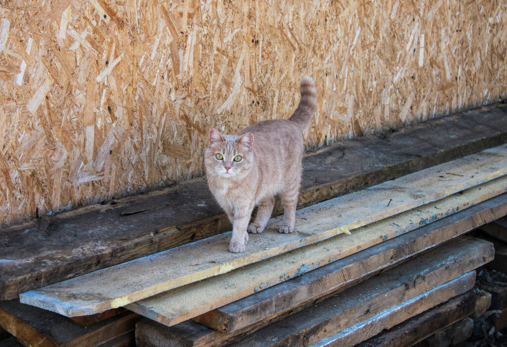 Ginger cat walking on wooden boards. Wooden wall behind.