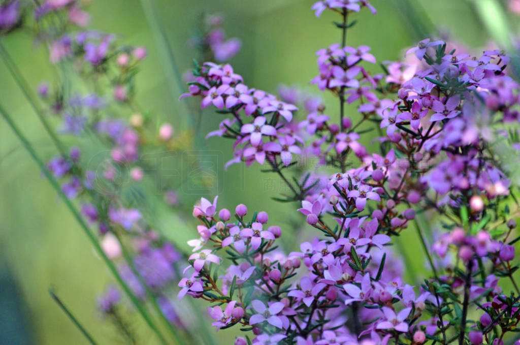 ۺɫĻѿİĴǱ Boronia ledifolia, ڻĵϵСС, ʼҹҹ԰, Ϥ, 