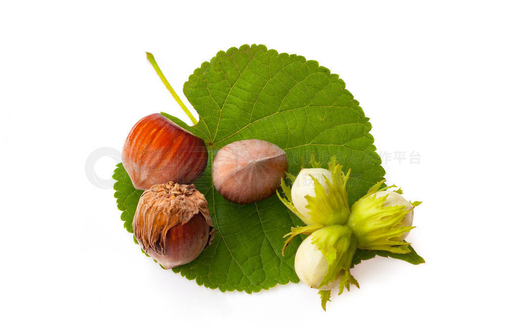 dry nuts hazelnuts and green nuts with leaves isolated on white