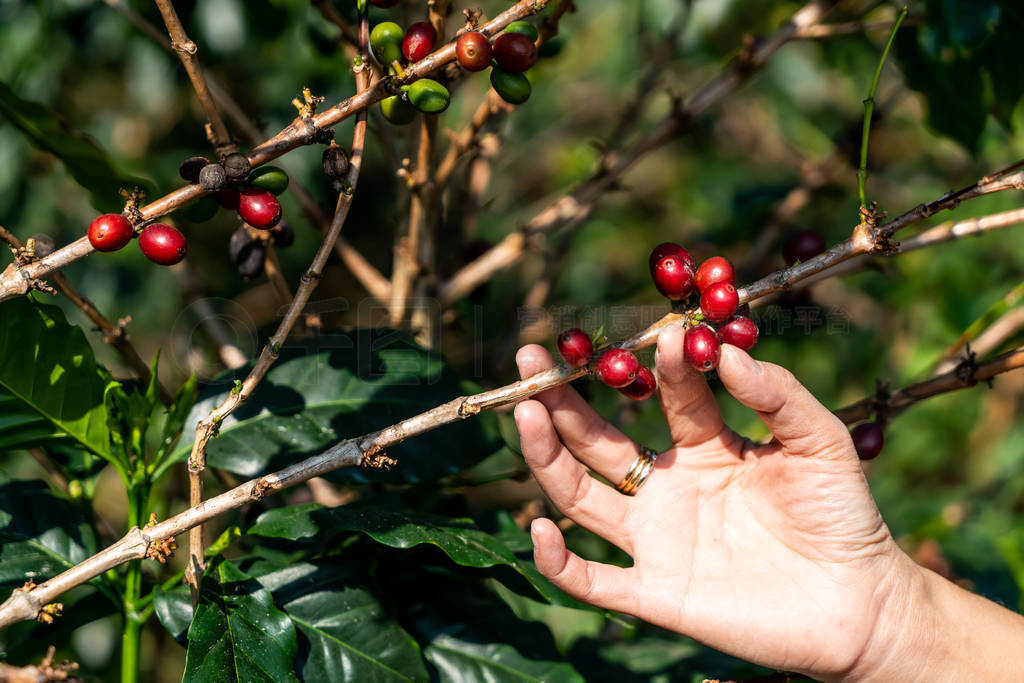 fresh coffee beans