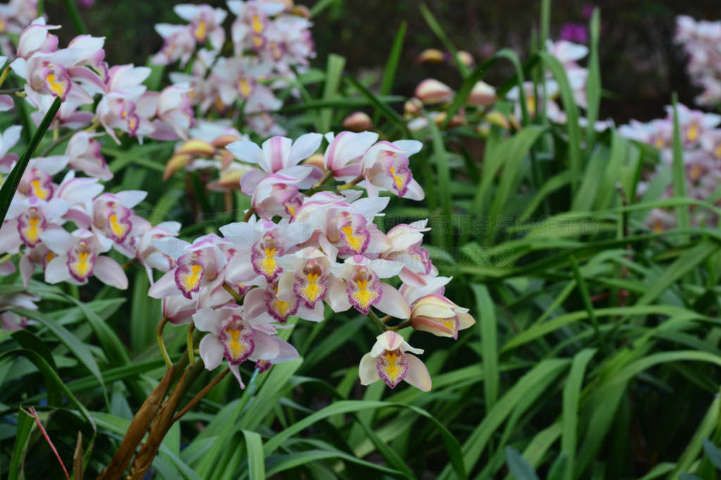 beautiful white cymbidium flower orchid in garden