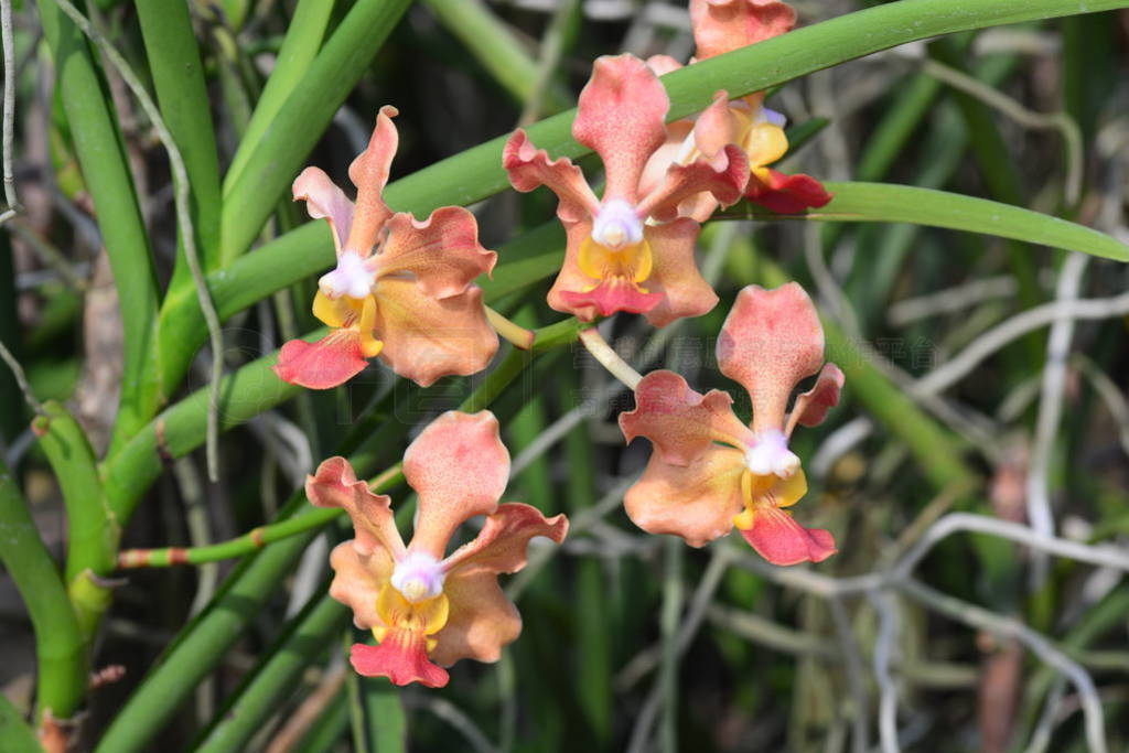 Udon Sunshine Orchid