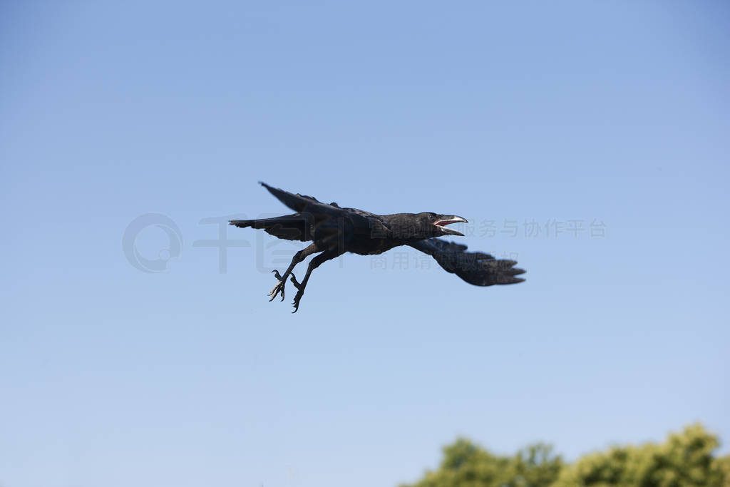 CORBEAU corvus corax