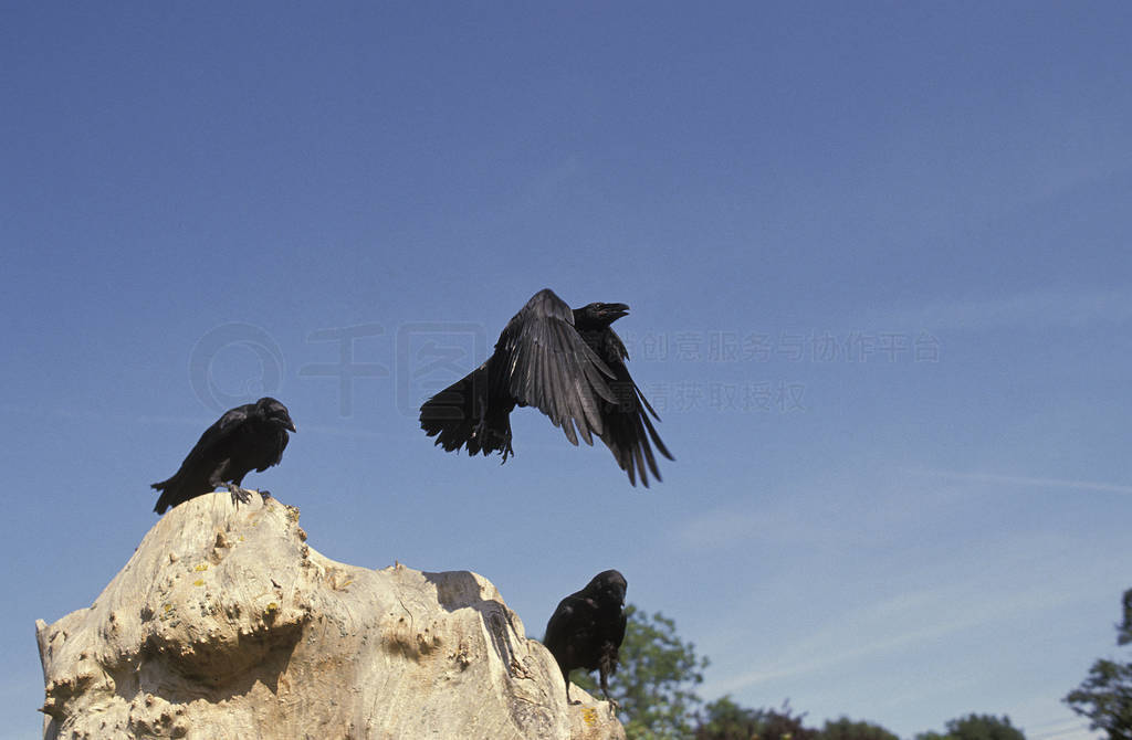 CORBEAU corvus corax