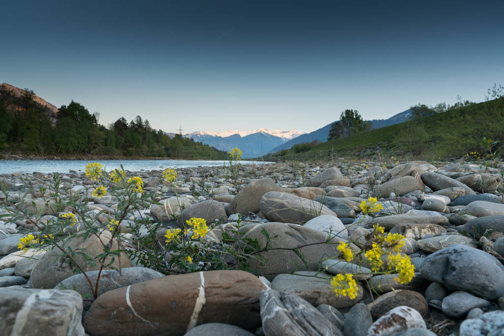 rocky river bank and river with yellow flowers in evening light