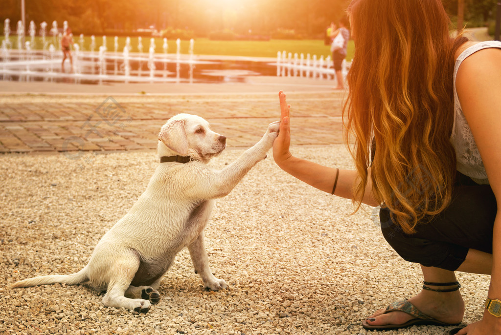 拉布拉多犬和年輕的女人給高五握手