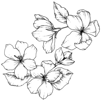 动漫花朵素材黑白图片
