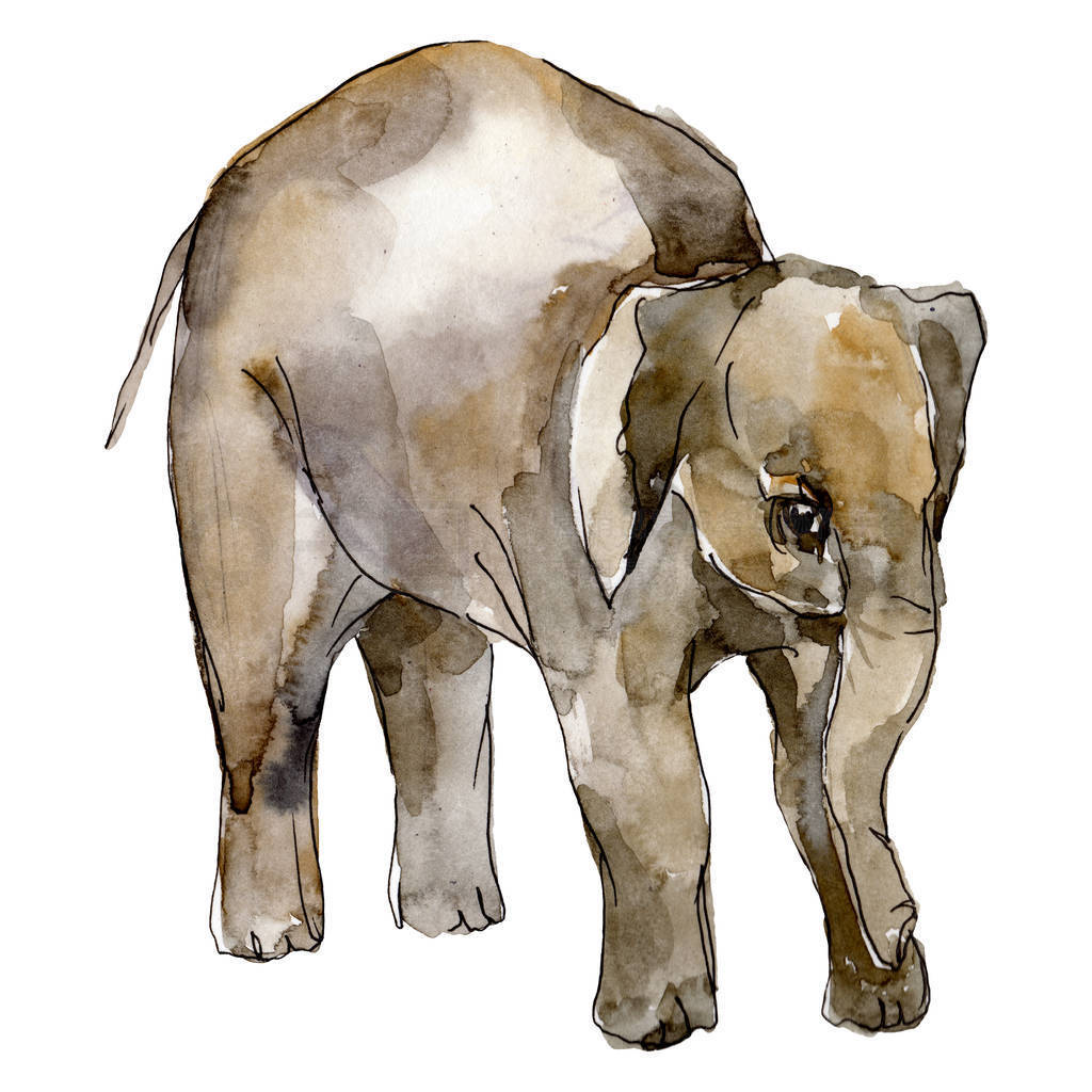 Elephant exotic animal isolated. Watercolor background illustrat