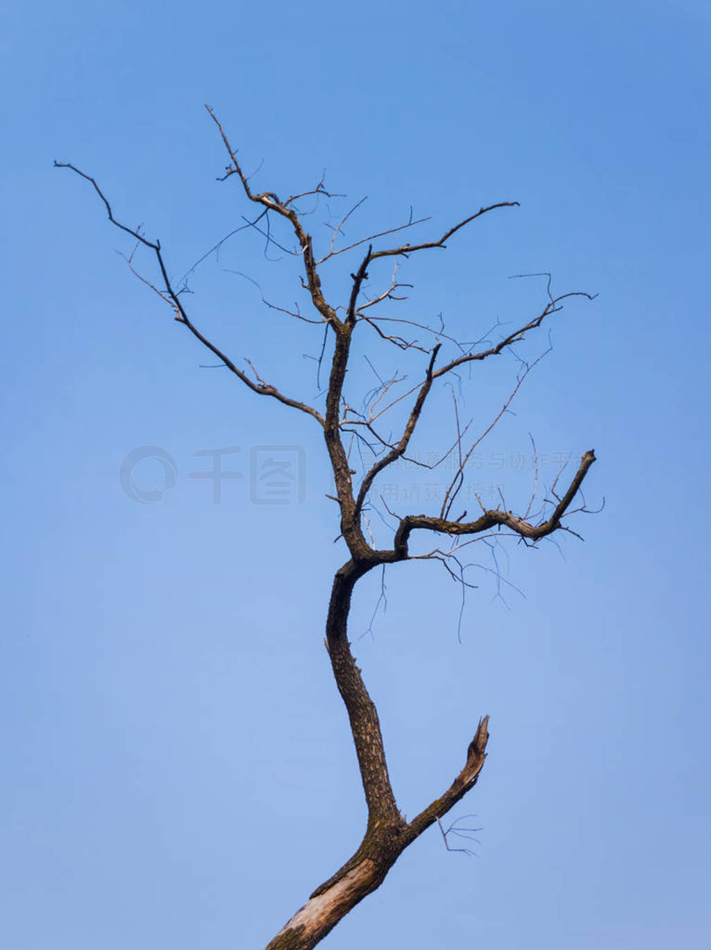 Silhouette of lonely bare tree isolated on blue sky background.