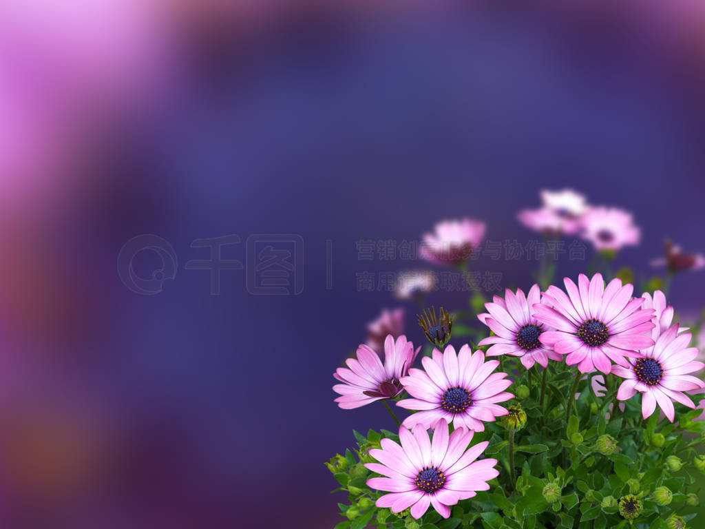 Osteospermum ɫģı