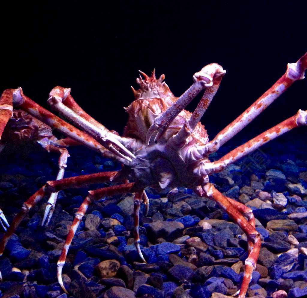 巨型日本蜘蛛蟹图片