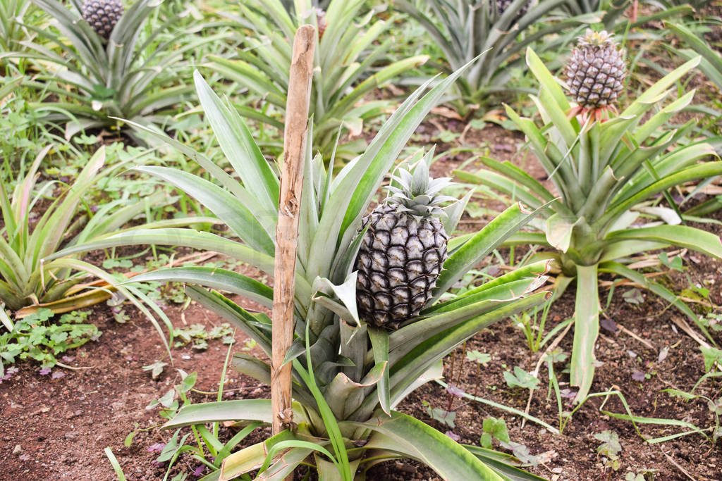 Growing ananas, pineapple plant close up