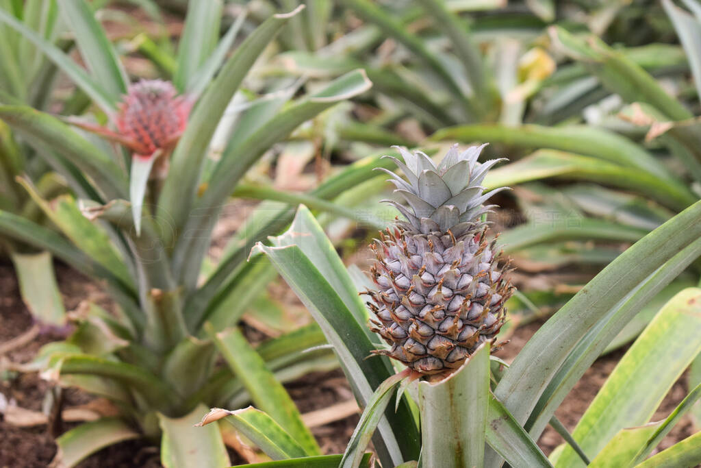 Growing ananas, pineapple plant close up