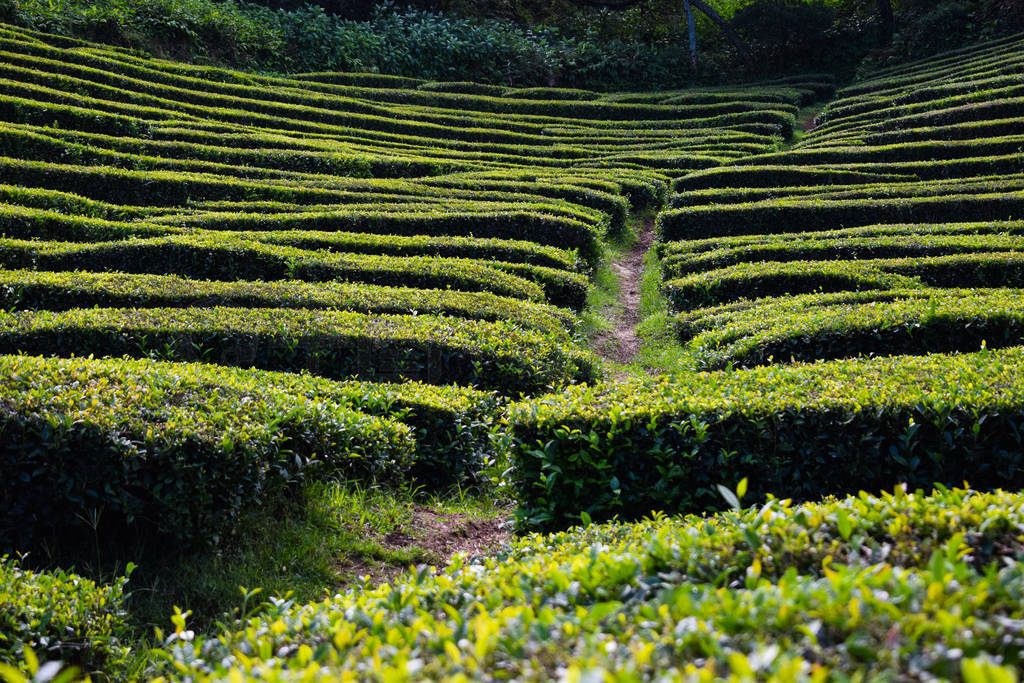 Tea plantations on Azorean island