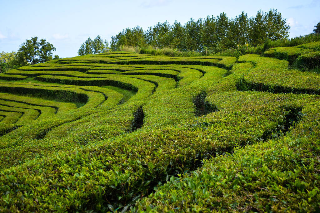 Tea plantations on Azorean island