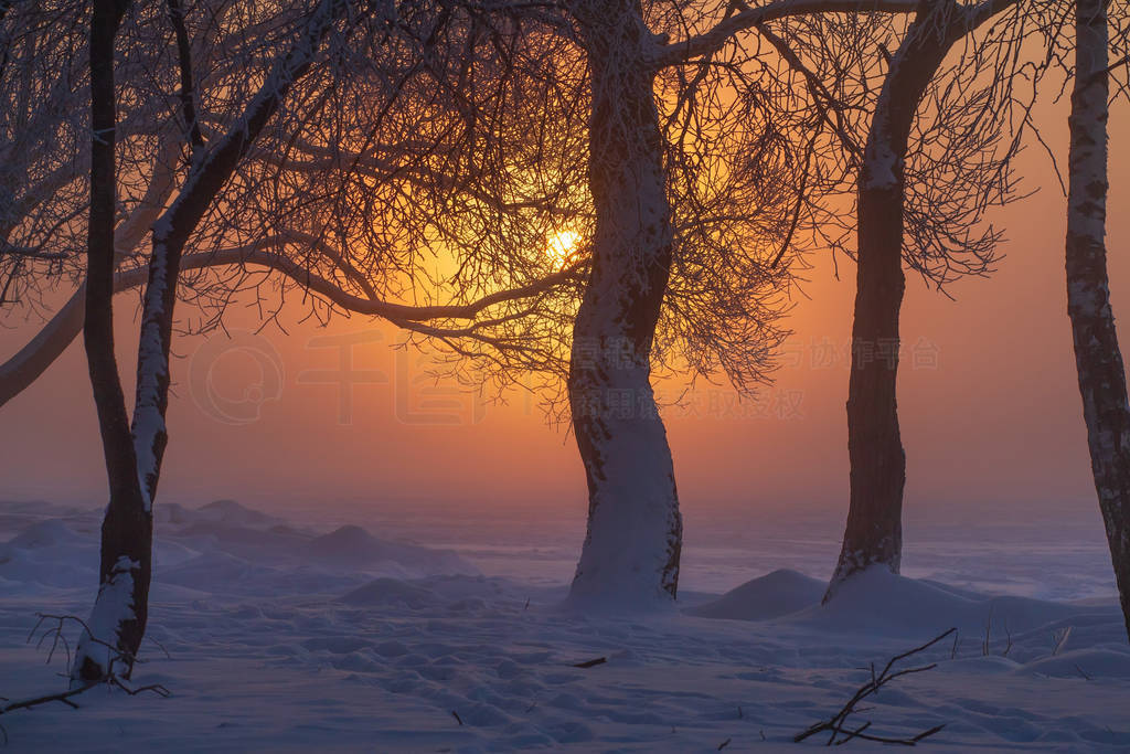 Winter sunrise. Snowy trees in morning sunlight in fog. Amazing