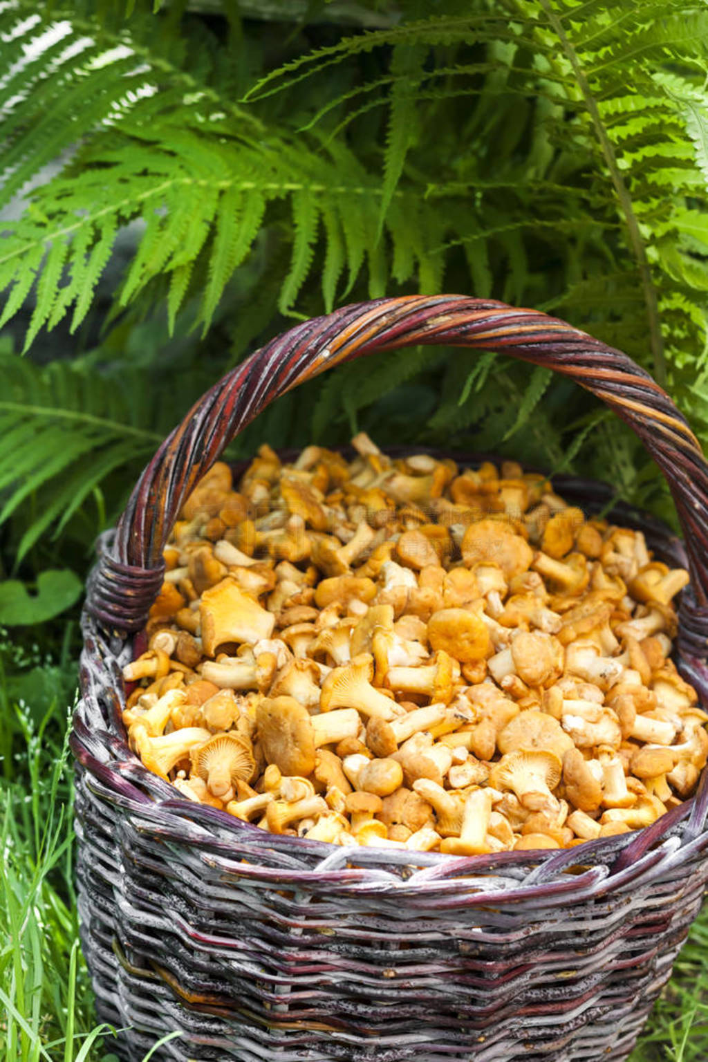 Wicker basket with wild mushrooms chanterelles