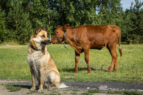 狗和牛的属相合不合图片