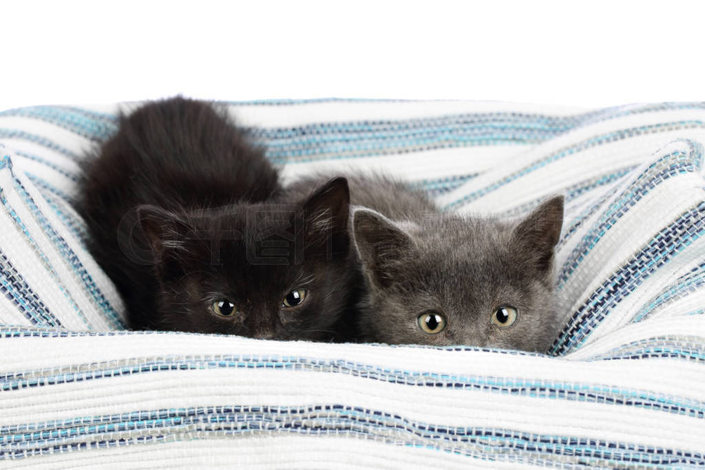Two adorable one and a half months old kittens, grey and black,