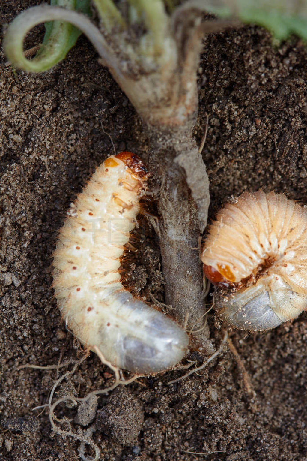 害虫控制,昆虫,农业金龟子的幼虫吃植物根