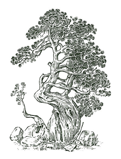 松树或常青树, 柏树孤立的对象刻在古老的复古素描画的手热带植物
