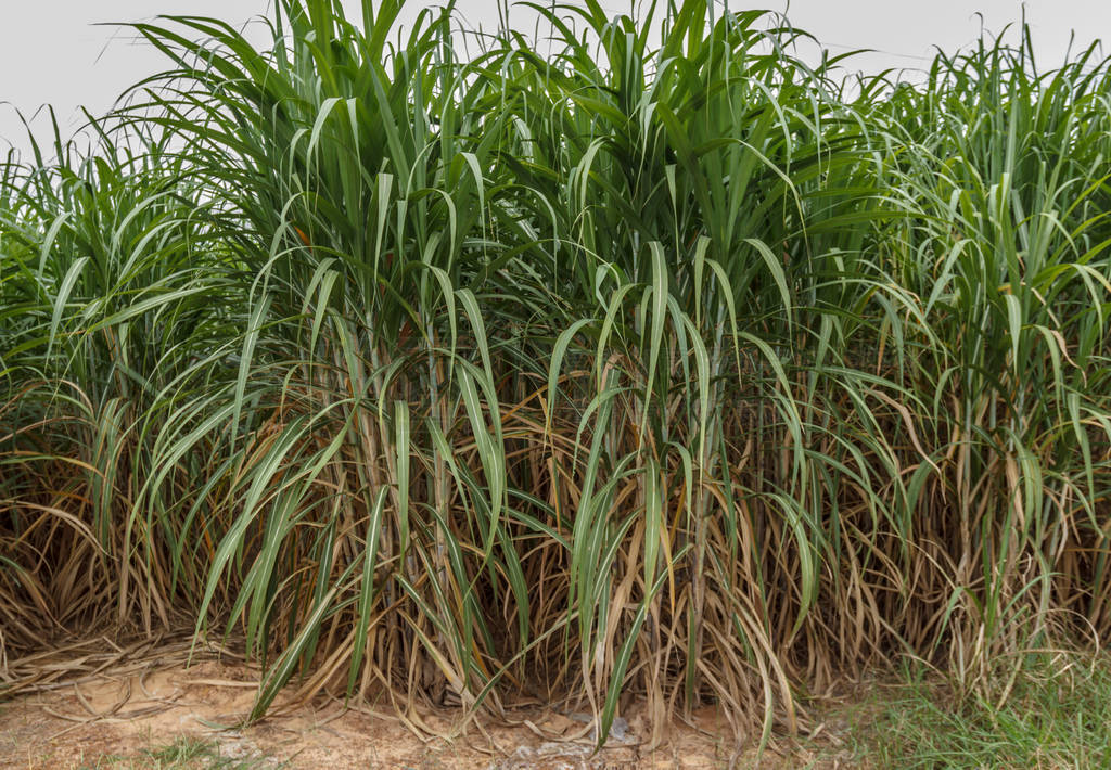 s plant sugar cane field crop economy