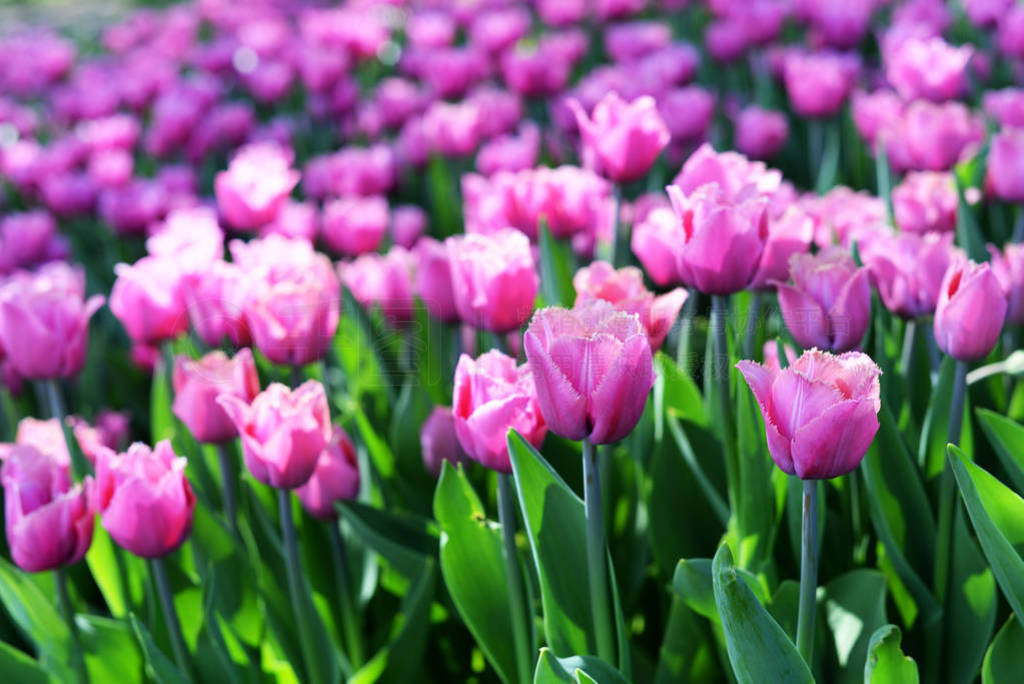 beautiful summer flowers tulips lilac