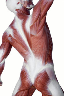 肌肉男解剖学