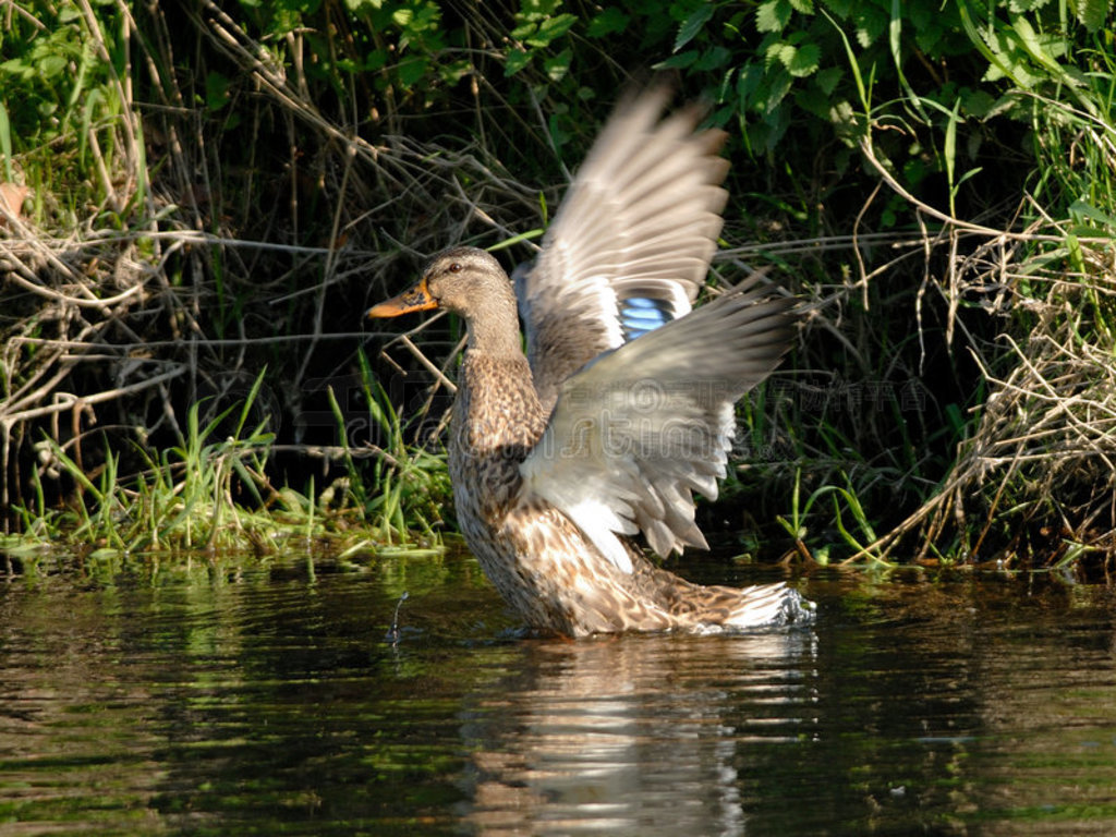 ҰѼanas platyrhynchos