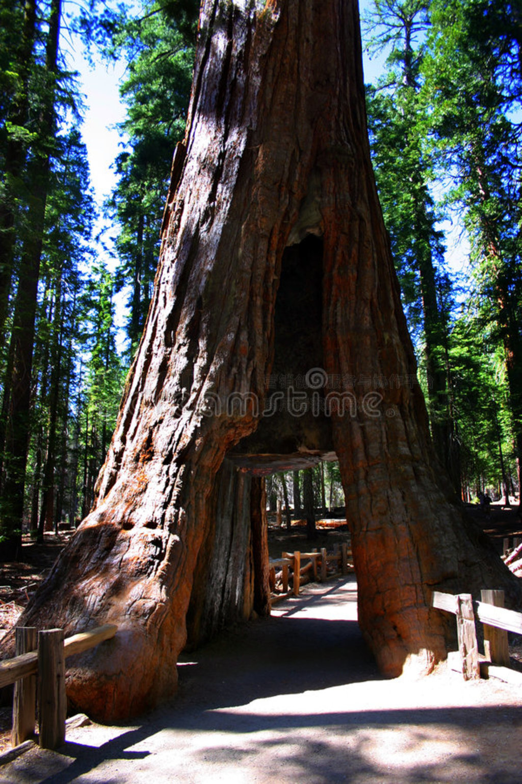 ʤعҹ԰mariposa grove