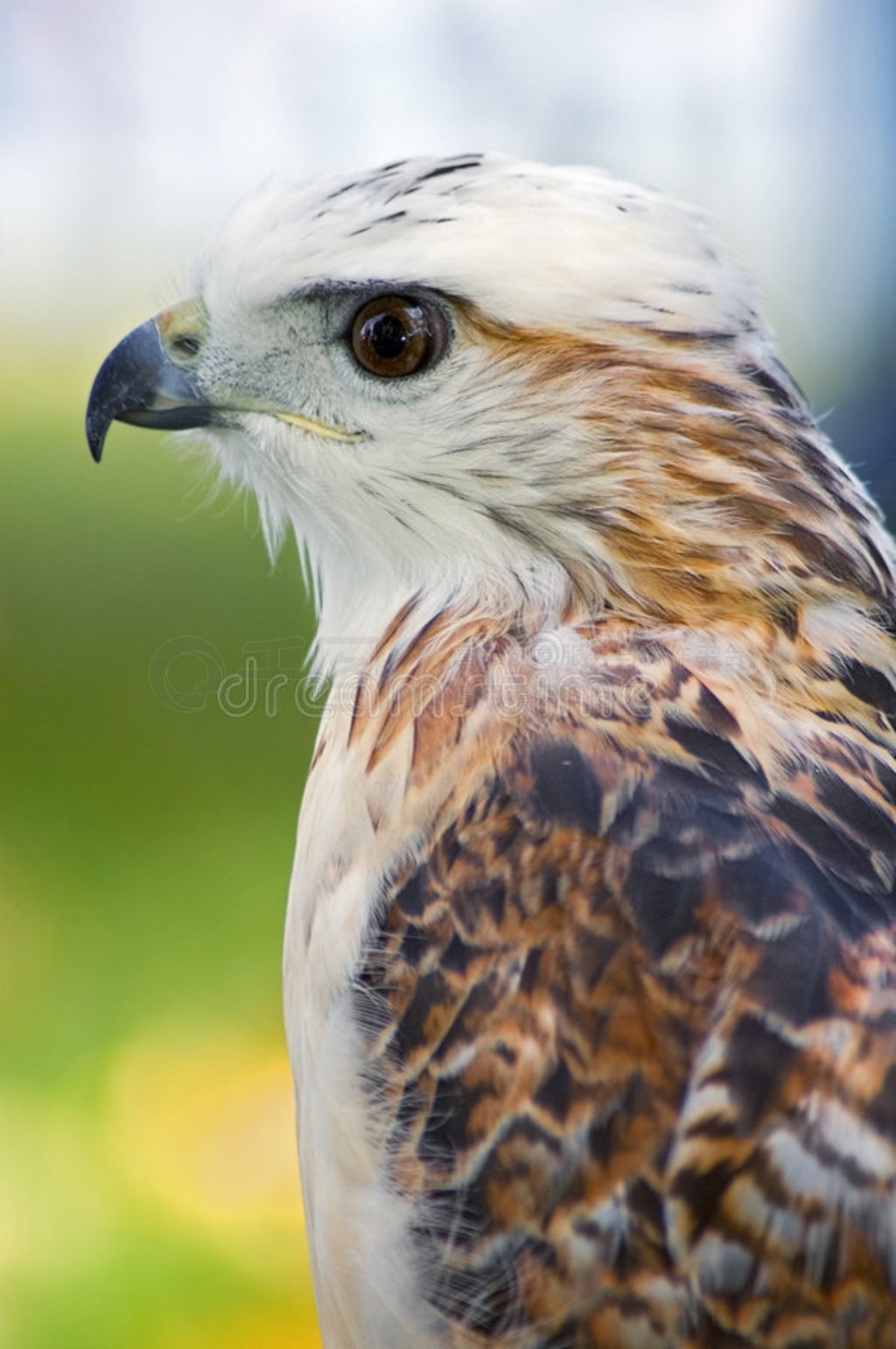 krider's hawkbuteo jamaicensis