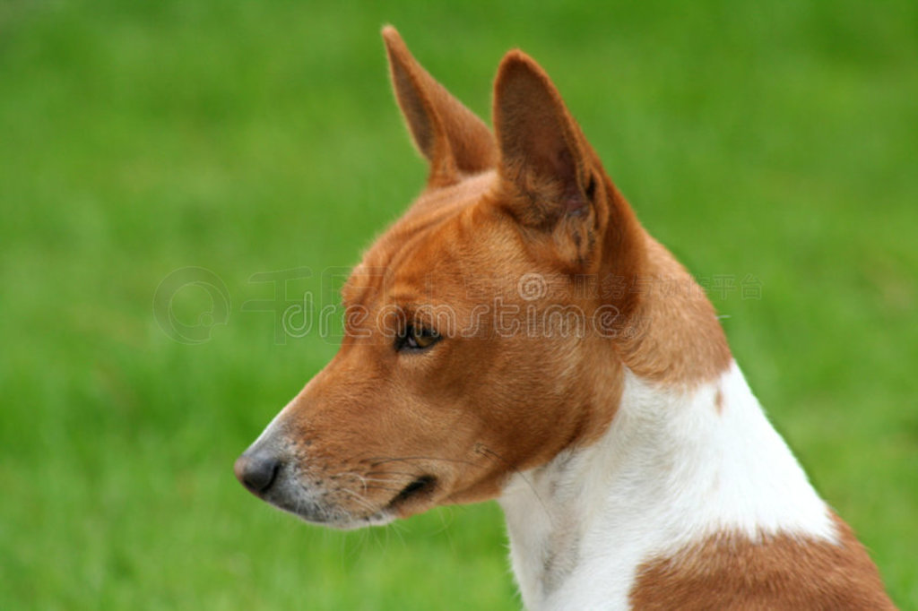 basenji