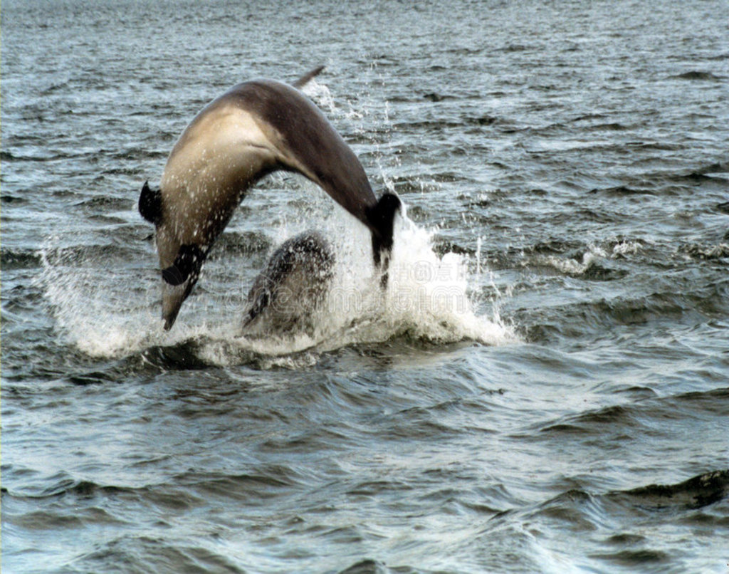 Ǻ࣬chanonry point壬ߵأոӢ