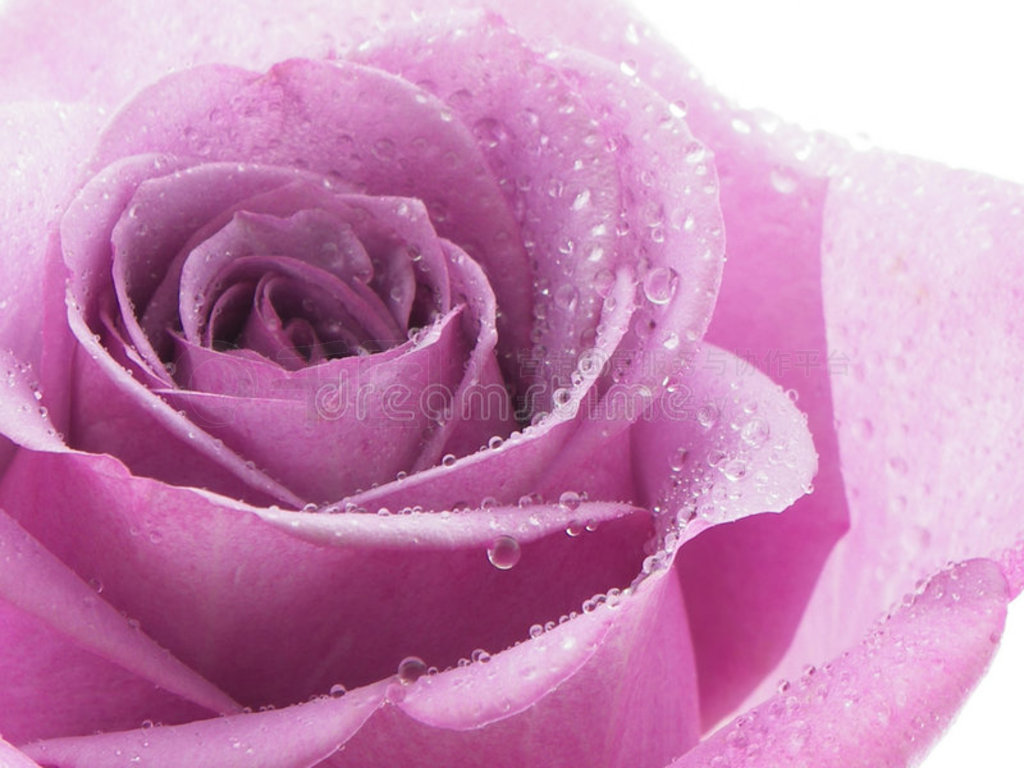 紫玫瑰花图片唯美：紫玫瑰花语_图片大全 - 伤感说说吧