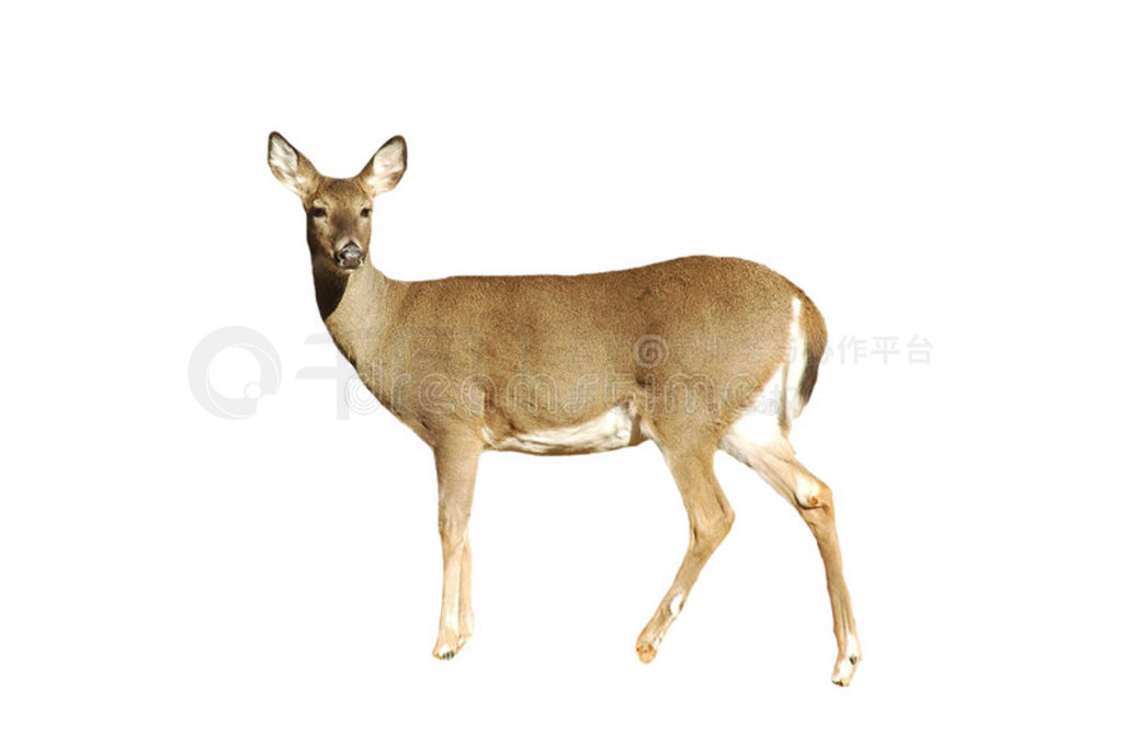 doe