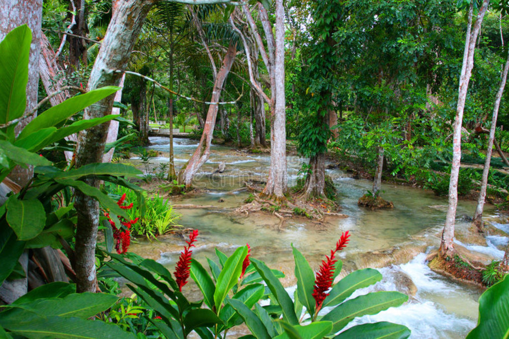 dunn's river falls˹