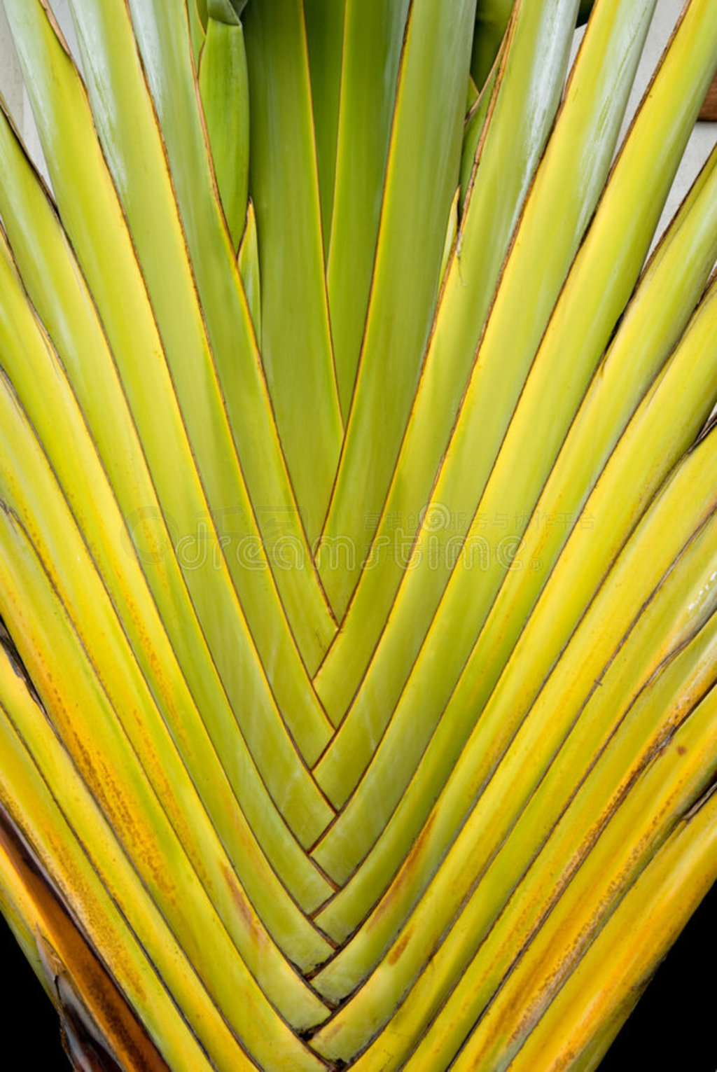 ߵƣravenala madagascariensis