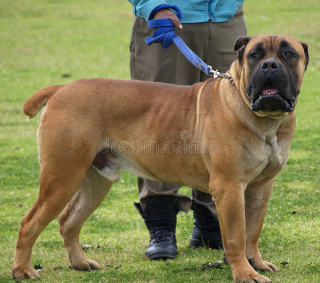 boerboel