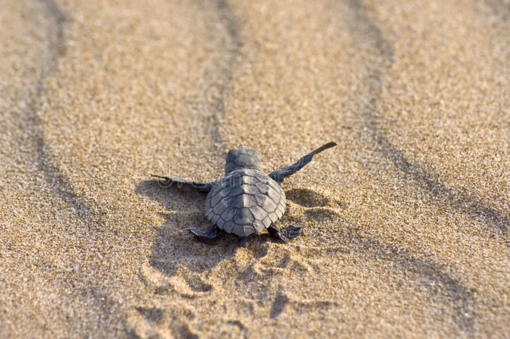 캣걦caretta caretta