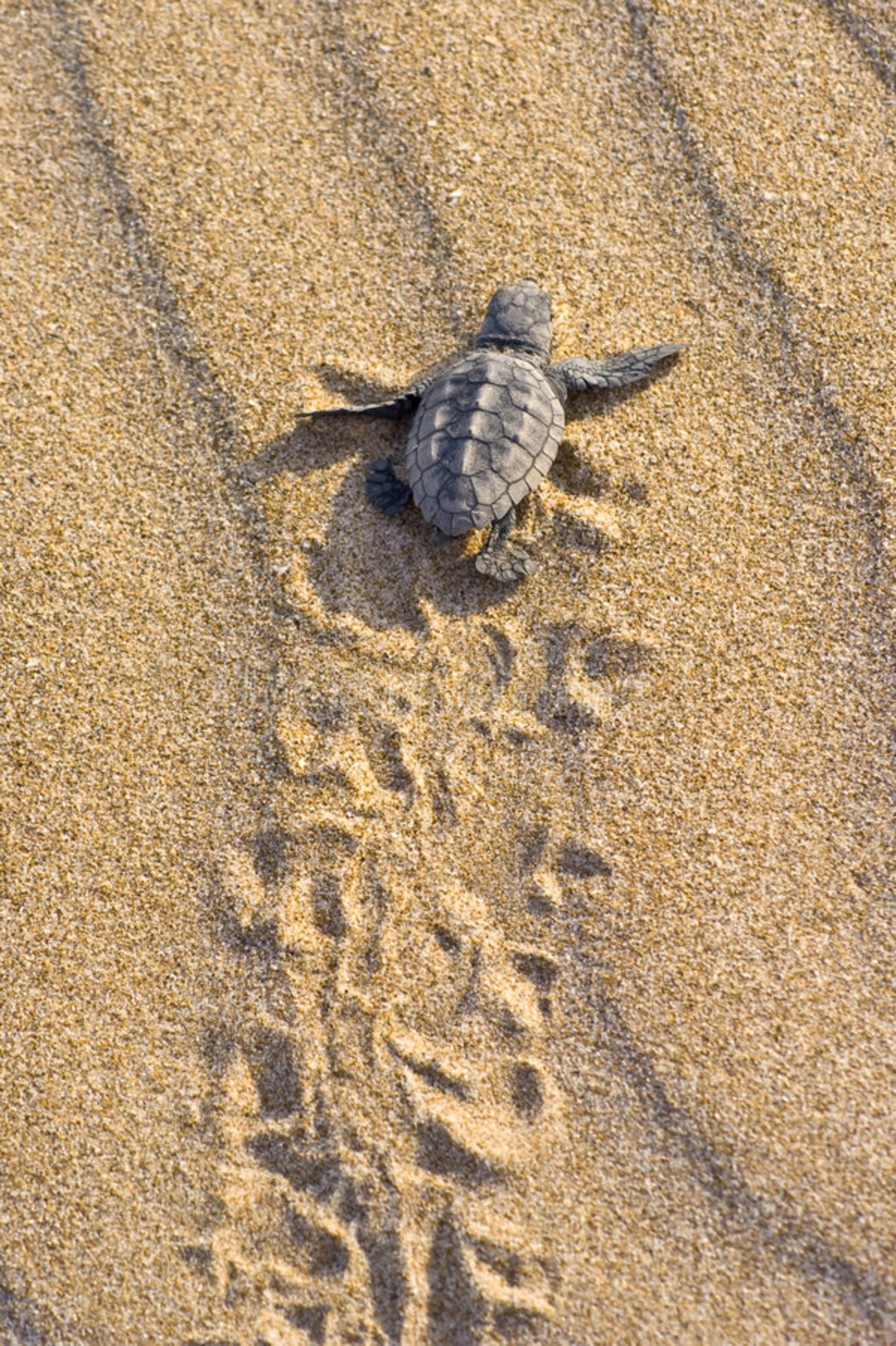 캣걦caretta caretta