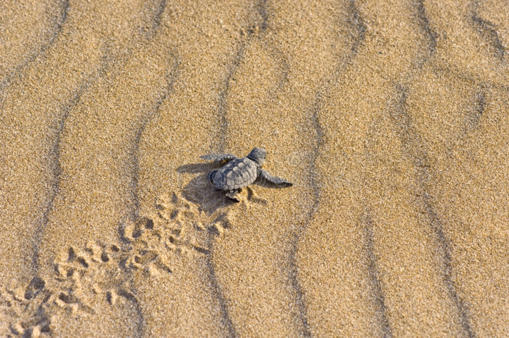 캣걦caretta caretta