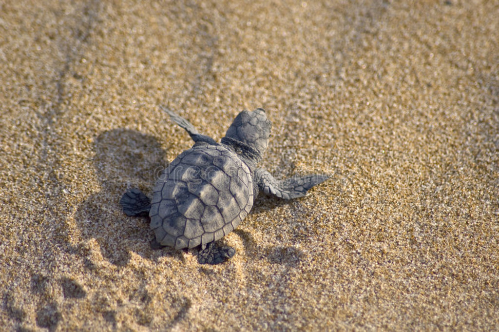 캣걦caretta caretta