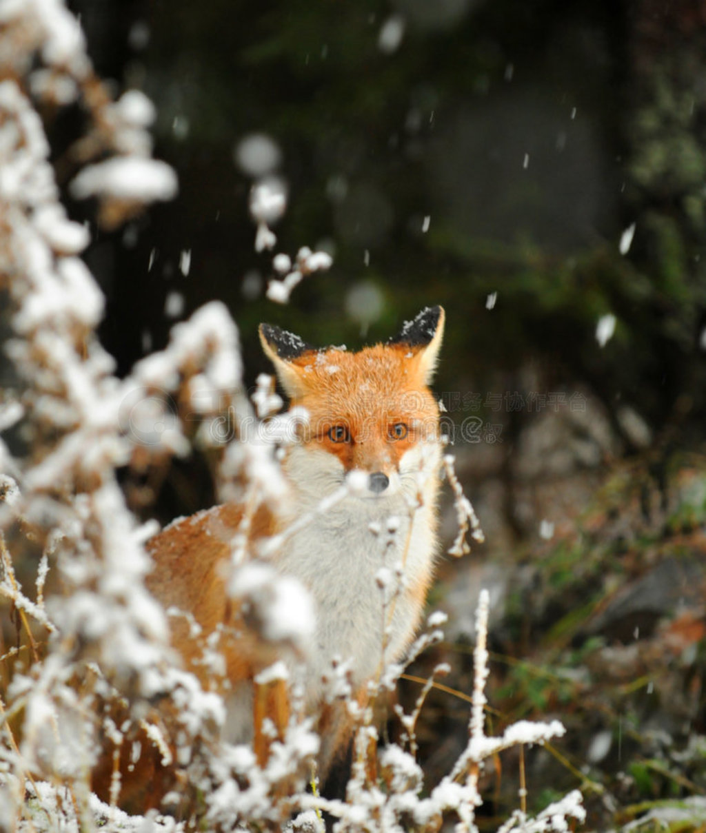 狐狸夫妇雪的冬天-动物高清壁纸预览 | 10wallpaper.com