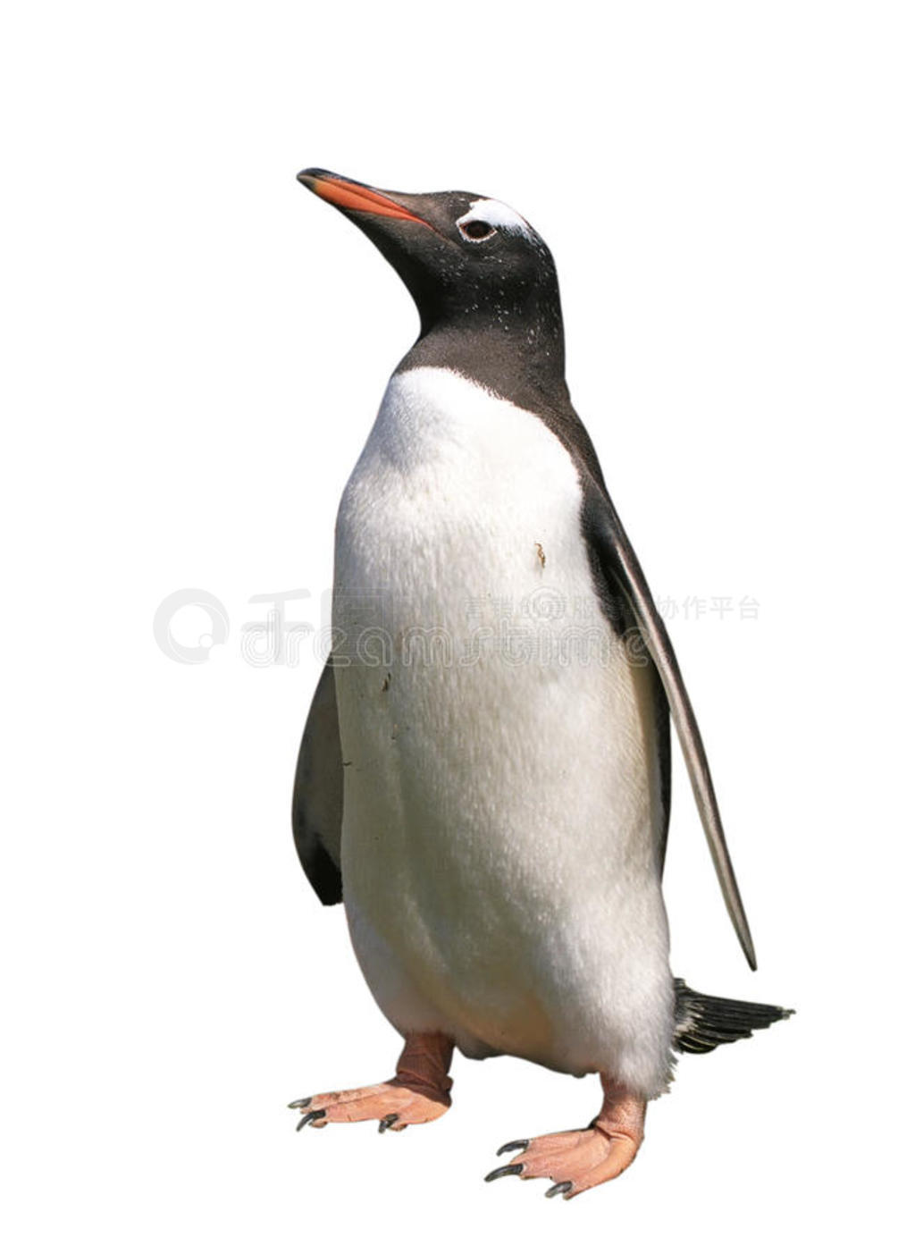 ·gentoo